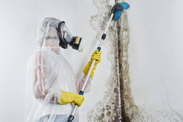 Biohazard Mold Removal in Dover, NJ